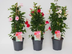 Mandevilla pyramide p17 lang bloeiend|ohgreen Clearance