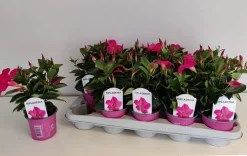 Mandevilla roze p10,5 lang bloeiend|ohgreen Sale