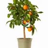 Mini citrusboom p20 h70-80|ohgreen Online