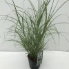 Miscanthus flamingo ( Pluimgras roze )|ohgreen