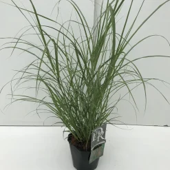 Miscanthus flamingo ( Pluimgras roze )|ohgreen