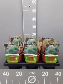 Miscanthus sinensis adagio|ohgreen