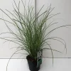 Miscanthus sinensis Gracillimus ( Scherpgroen )|ohgreen Clearance