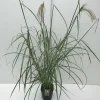 Miscanthus sinensis Malepartus ( Prachtriet )|ohgreen