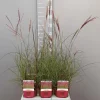 Miscanthus sinensis red chief|ohgreen Outlet