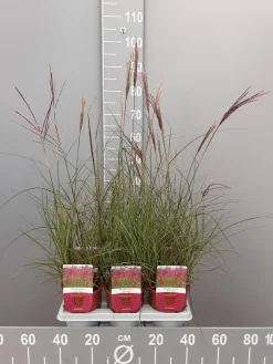 Miscanthus sinensis red chief|ohgreen Outlet