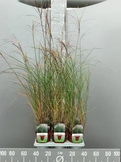Miscanthus sinensis silbersp|ohgreen Best