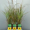 Miscanthus sinensis strictus|ohgreen Outlet