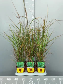 Miscanthus sinensis strictus|ohgreen Outlet