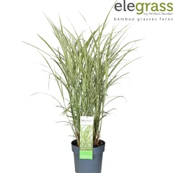 Miscanthus sinensis Variegatus ( Prachtriet )|ohgreen Online