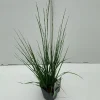 Molinia caerulea Edith Dudszus ( Pijpenstrootje )|ohgreen Clearance