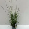 Molinia caerulea Moorhexe ( Pijpenstrootje )|ohgreen Online