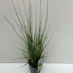 Molinia caerulea Moorhexe ( Pijpenstrootje )|ohgreen Online