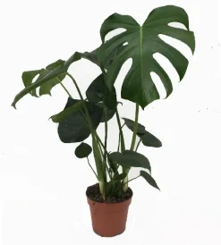 Monstera deliciosa|ohgreen Sale