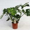 Monstera (Gatenplant)|ohgreen Online