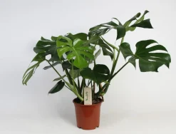 Monstera (Gatenplant)|ohgreen Online
