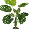 Monstera in pot|ohgreen