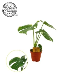 Monstera Thai Constellation|ohgreen Hot