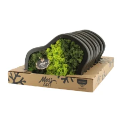 Moss arrangement|ohgreen Outlet