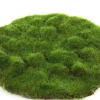 Mosschijf marchantiophyta m|ohgreen Outlet