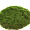 Mosschijf marchantiophyta s|ohgreen New