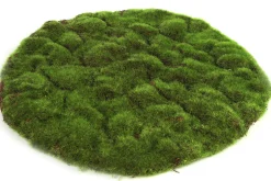 Mosschijf marchantiophyta xl|ohgreen New