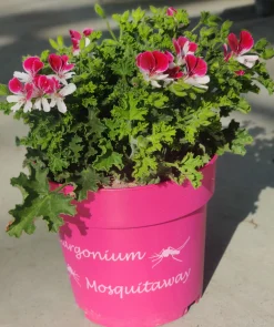 Muggenwerende plant muggenweg p14|ohgreen Sale