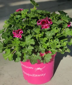 Muggenwerende plant muggenweg p14|ohgreen Sale