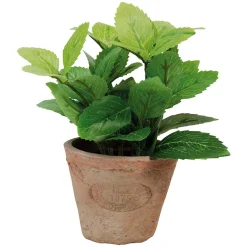 Munt in pot|ohgreen Clearance