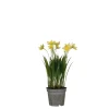 Narcis in gele plastic pot - h26xd8,5cm|ohgreen Discount