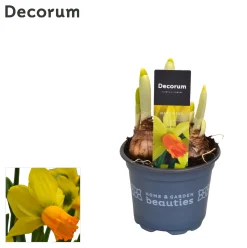 Narcis jetfire|ohgreen Hot