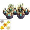 Narcissus mix in schaal|ohgreen New