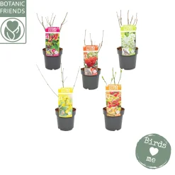 Nature 2 Nature Bird mix|ohgreen New