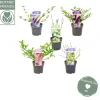 Nature 2 Nature Butterfly mix|ohgreen Discount