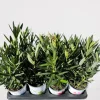 Oleander struik|ohgreen Discount