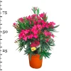Oleander struik p22 h70|ohgreen Best