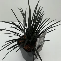Ophiopogon plani niger ( Zwarte Slangenbaard )|ohgreen Clearance
