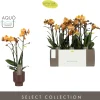 Orchidee Phalaenopsis emilia bruin 3 takken|ohgreen Outlet