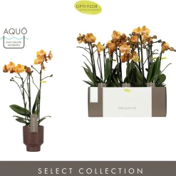 Orchidee Phalaenopsis emilia bruin 3 takken|ohgreen Outlet