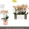 Orchidee Phalaenopsis molise roze 3 takken|ohgreen Sale