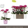 Orchidee Phalaenopsis molise lilac 3 takken|ohgreen Online