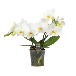 Orchidee Phalaenopsis shorty white spike|ohgreen