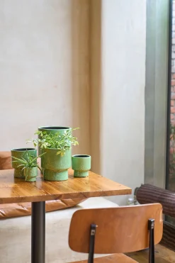 ORCHIDEEPOT D15 MOON GRASGRO|ohgreen Hot