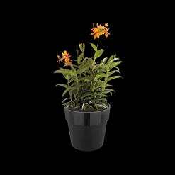 ORIGINAL ROND 25CM LIVING BLACK|ohgreen Outlet