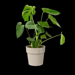 ORIGINAL ROND 25CM WARM GRIJS|ohgreen Sale