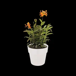 ORIGINAL ROND 18CM WIT|ohgreen Sale