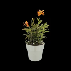 ORIGINAL ROND MINI 9CM WARM GRIJS|ohgreen Best