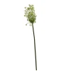 Ornithogalum groen 71 cm|ohgreen Outlet