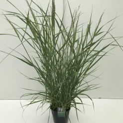 Panicum virgatum Prairie Sky ( Parelgierst of Vingergras )|ohgreen Online