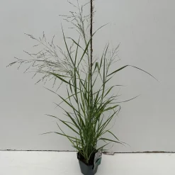 Panicum virgatum Prairie Sky ( Parelgierst of Vingergras )|ohgreen